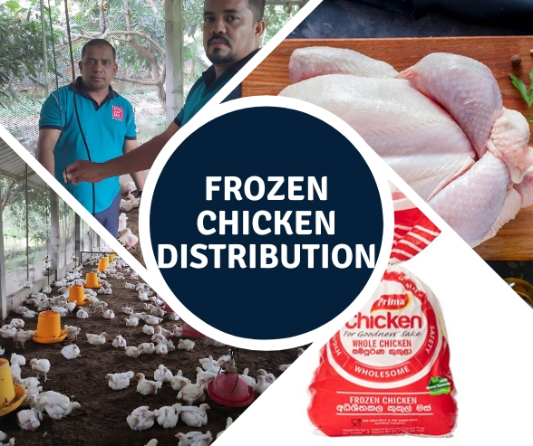 Frozen chicken Distribution